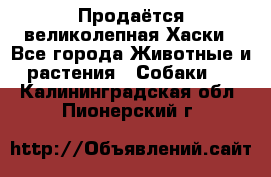 Продаётся великолепная Хаски - Все города Животные и растения » Собаки   . Калининградская обл.,Пионерский г.